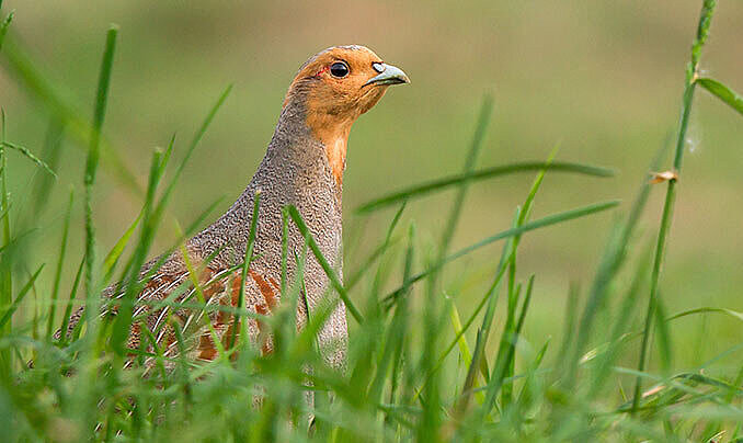 Foto: NABU/Jan Piecha Foto: NABU/Jan Piecha