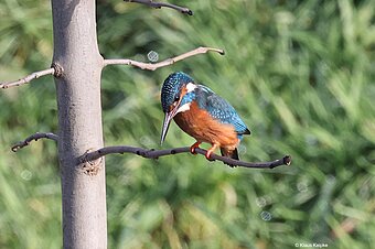 Eisvogel an der Niers, Foto: Klaus Keipke