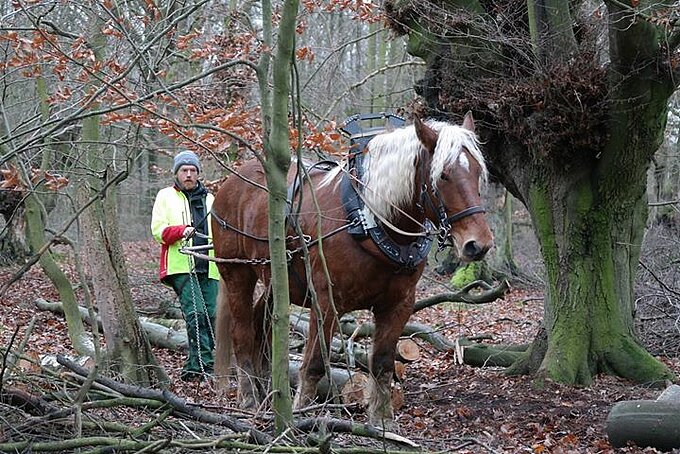 Foto: Kerstin Lentz