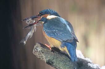 Der Eisvogel Foto: Rolf Cöhnen