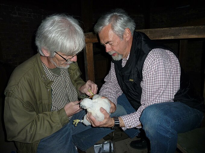 Bernd Bäumer und Harry Abraham bei der Wanderfalkenberingung